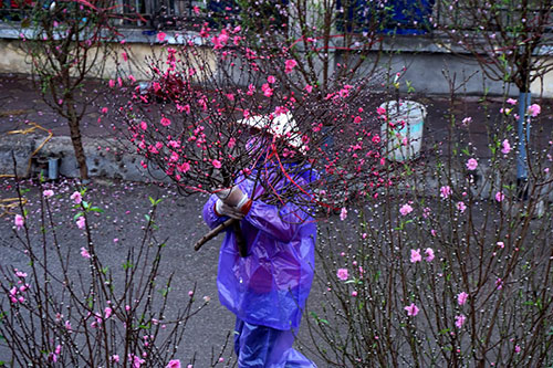 Với những người bán đào trên đường Nghi Tàm, chiếc áo mưa rẻ tiền không chỉ dùng cho trời mưa mà chống gió rét rất hữu hiệu.