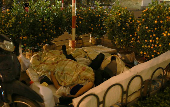 Ngủ giữa những chậu quất mà không có cả những tấm lều bạt che chắn trên đường Yên Hòa.