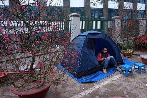 Một quầy bán đào tết trên đường Lạc Long Quân trang bị lều du lịch chống rét.