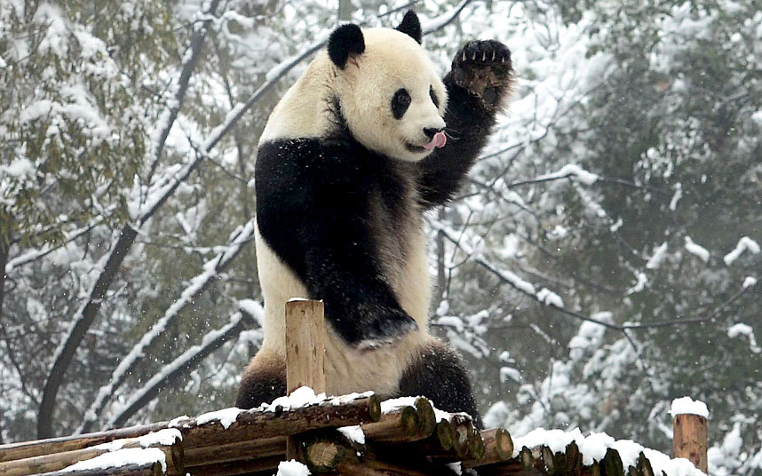 Gấu trúc thích thú khiêu vũ dưới mưa tuyết trong vườn thú ở thành phố Nghi Xương, tỉnh Hồ Bắc, Trung Quốc.