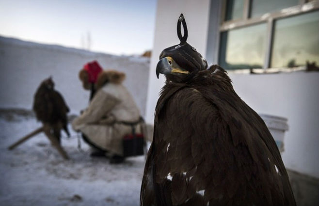 Đại bàng không chỉ là thú đi săn mà còn được đối xử như những người bạn chân thành của người Kazakh.