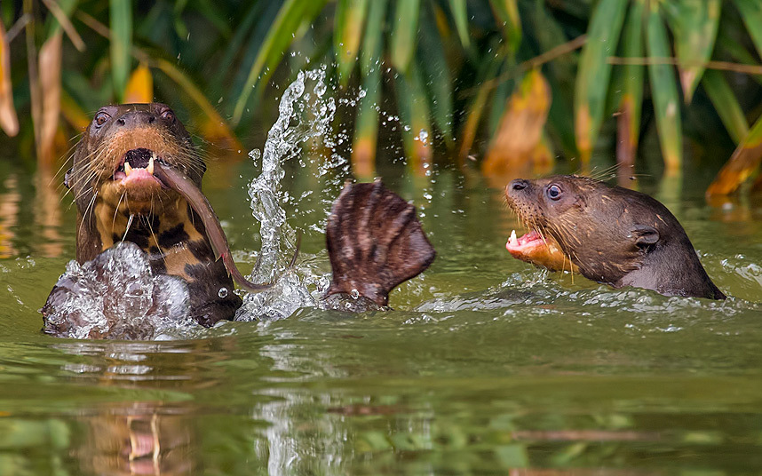 Hai con rái cá tranh giành thức ăn trên sông Amazon, Peru.