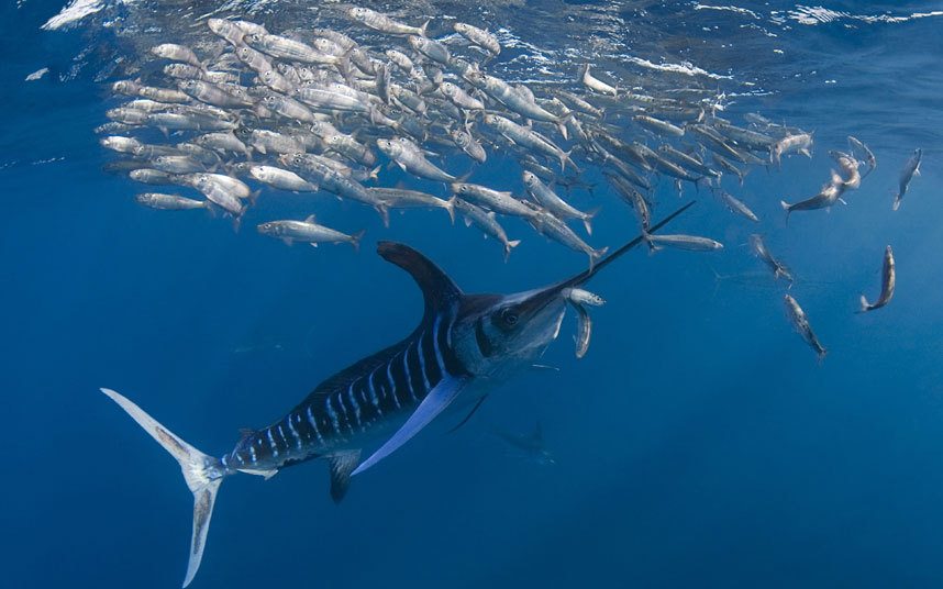 Cá Maclin đuổi theo đàn cá nhỏ ở ngoài khơi bán đảo Baja California, Mexico.