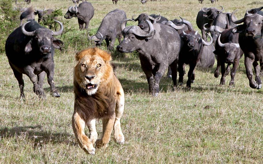 Đàn trâu truy đuổi khiến sư tử đực chạy té khói trong vườn quốc gia Masai Mara, Kenya.