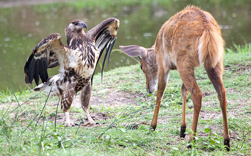 Một con đại bàng mới lớn giang cánh khi đối đầu với hươu nhỏ trong vườn quốc gia Kruger, Nam Phi.