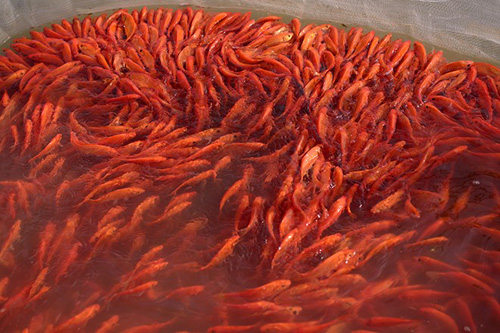 Cá chép đỏ Thuỷ Trầm thường được khách hàng ưa chuộng hơn so với các nơi khác bởi giá cả hợp lý, cá khoẻ đẹp.