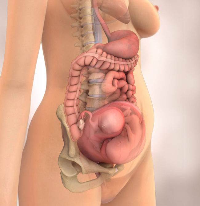 Nếu bà mẹ mang thai song sinh, tử cung được nâng lên ra khỏi khung xương chậu sớm hơn,đến tuần thứ 5-6 thì dấu hiệu mang thai rõ ràng hơn. Thai song sinh thường được nhìn thấy vào khoảng tuần thứ 6 khi siêu âm.