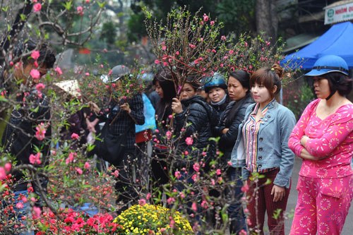 Năm nào cũng vậy, cứ 20-30 tháng Chạp là Hàng Lược, chợ hoa lâu đời của Hà Nội trở nên vô cùng nhộn nhịp.