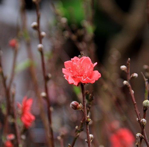 Hoa đào Nhật Tân (Tây Hồ, Hà Nội) khoe sắc tại chợ hoa truyền thống.
