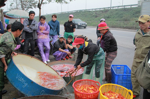 Ngay từ sáng sớm nay, chợ cá Sở Thượng (Yên Sở, Hoàng Mai, Hà Nội)- đầu mối bán buôn cá lớn nhất Hà Nội đã vô cùng nhộn nhịp.