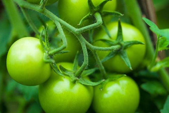 Cà chua xanh có chứa chất độc Solanine. Do đó, khi ăn cà chua xanh, khoang miệng có cảm giác đắng chát; sau khi ăn có thể xuất hiện các triệu chứng ngộ độc như chóng mặt, buồn nôn, nôn mửa…