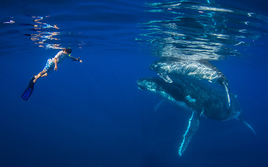 Một cậu bé 9 tuổi mạo hiểm bơi gần cá voi lưng gù và con của nó ở ngoài khơi đảo Foa Island, Tonga.