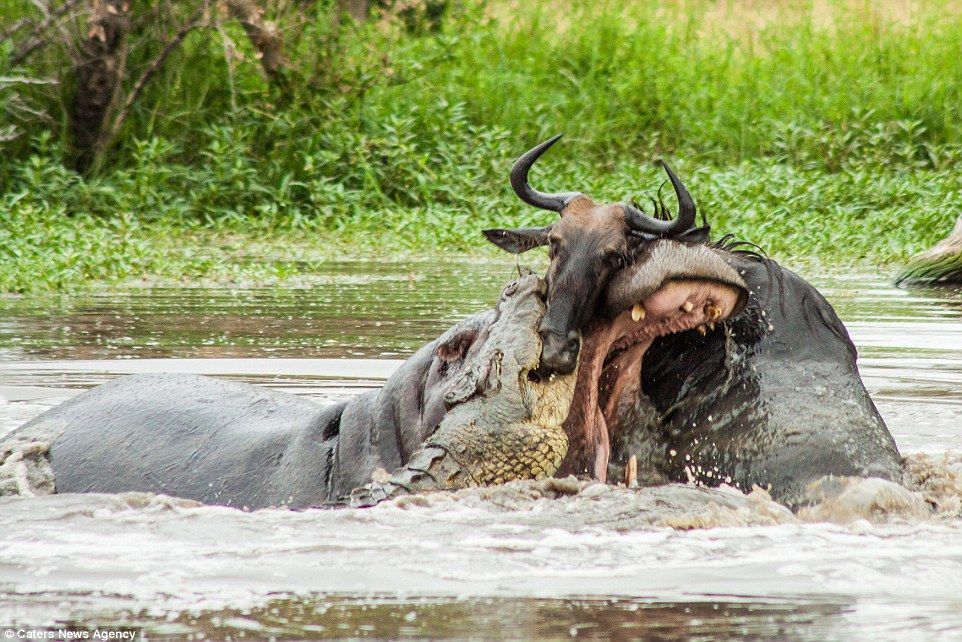 Cuộc chiến tay ba ác liệt giữa hà mã, cá sấu và linh dương đầu bò dưới sông trong công viên động vật hoang dã Londolozi, Nam Phi.