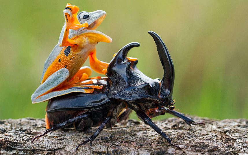 Ếch bay cưỡng trên lưng bọ cánh cứng ăn gỗ. Cảnh tượng được ghi lại bởi nhiếp ảnh gia Hendy Mp ở Sambas, Indonesia.