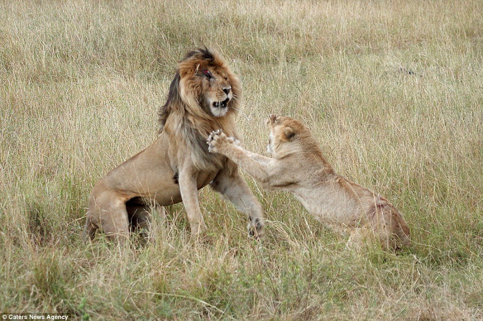 Sư tử cái quyết chiến với sư tử đực để tranh giành vị trí đầu đàn trong vườn quốc gia Masaï Mara, Kenya.