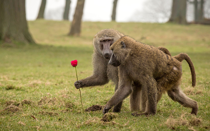 Khỉ đầu chó cầm bông hoa hồng đi dạo cùng một người bạn trong công viên động vật hoang dã Knowsley, Anh.