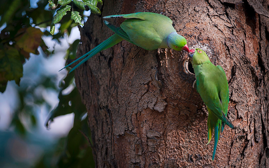 Cặp vẹt xanh tình tứ với nhau trong khi đang làm tổ tại một công viên ở Kolkata, Ấn Độ.