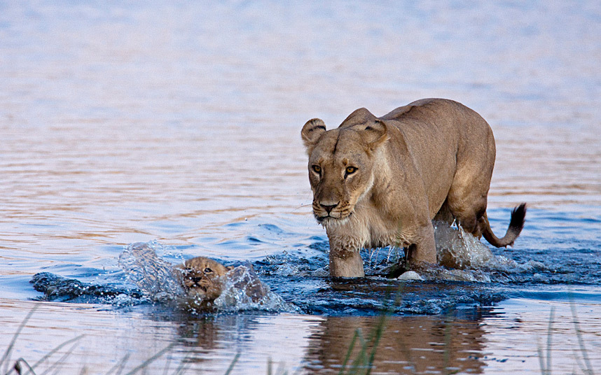 Sư tử con được mẹ hướng dẫn bơi qua sông trong khu bảo tồn động vật hoang dã Selinda, Botswana.