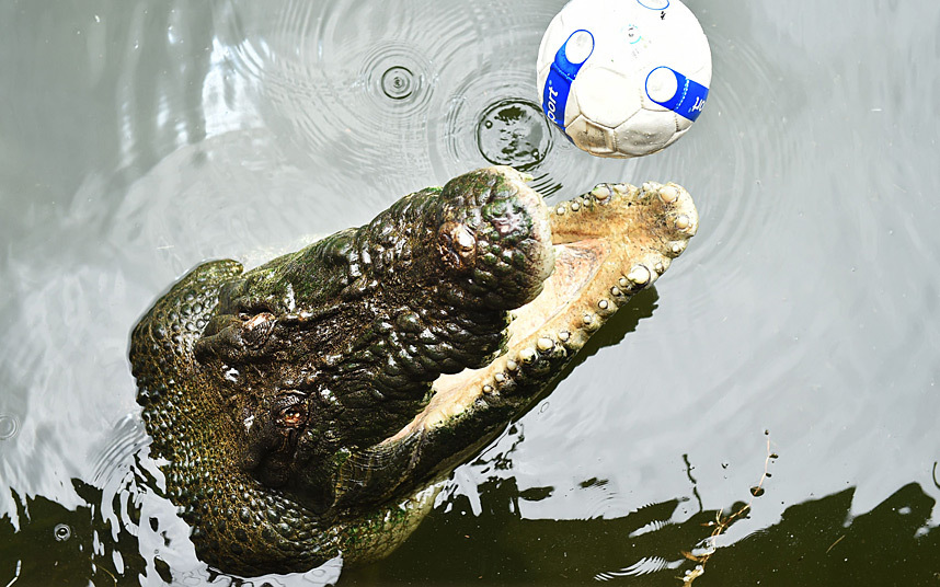 Cá sấu chơi với một quả bóng đá trong công viên Crocodylus ở Darwin, Australia.