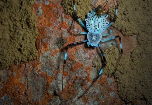 Sau khi giao phối, nhện đực đồng xu (Herennia ornatissima) tự nguyện cắt bỏ “của quý” của mình để có thể nhẹ nhàng bảo vệ con cái khỏi những anh chàng hung hãn khác.