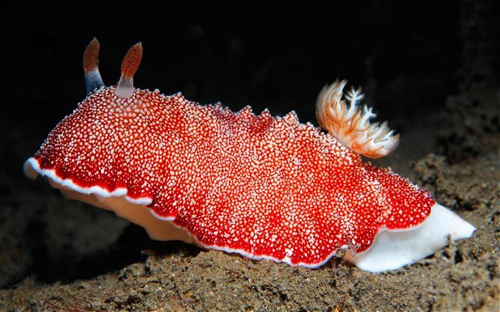 Loài sên biển Chromodoris reticulata có “của quý” cứ yêu là rụng. Loài này có khả năng lặp lại hành động giao hợp bằng cơ quan sinh dục “còn zin”.