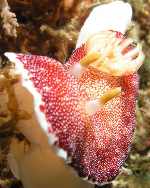 Chiều dài dương vật ở sên biển Chromodoris reticulata rụng mất 1/3 sau mỗi lần giao phối và cơ quan này sẽ lại mọc nguyên như mới.
