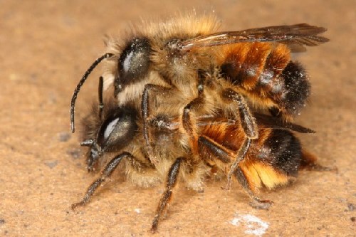 Dương vật của ong mật đực còn phát nổ ngay sau khi giao phối xong nhằm đảm bảo việc giải phóng toàn bộ tinh trùng cho ong chúa.