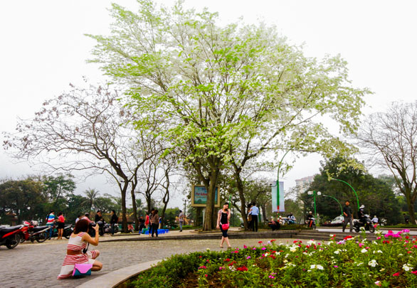 Một trong những cây hoa sưa nổi tiếng thu hút rất đông các bạn trẻ tới chụp hình nằm ở đường Thanh Niên, trước một khoảng sân rộng nhìn ra Hồ Tây.