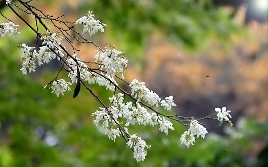 Hoa sưa có một màu trắng muốt, thường nở thành từng chùm rung rinh trước gió, trong làn mưa xuân khiến cảnh sắc thủ đô thêm tươi sắc.
