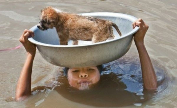 Cậu bé cứu chú chó mắc kẹt dưới dòng nước lớn.