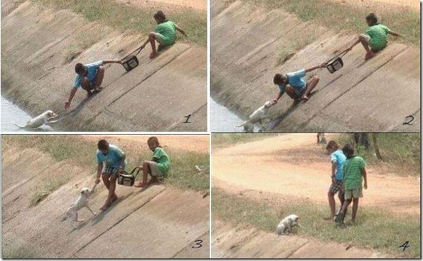 2 cậu bé cố gắng cứu sống 1 chú chó.