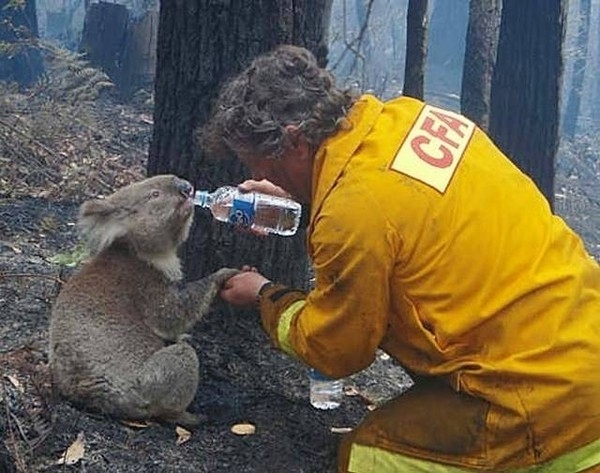 Một người đàn ông đang cho chú gấu uống nước trong khu rừng cháy.