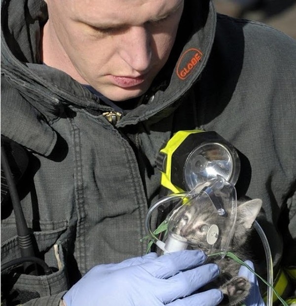 Một người lính cứu hỏa tiếp oxy cho một chú mèo con được cứu từ một vụ cháy nhà.