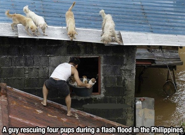 Người đàn ông đang cố gắng di chuyển những chú chó con lên mái nhà - nơi những chú chó to đang dõi theo.