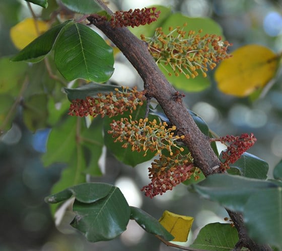 Hoa của cây Carob có đặc điểm là những bông hoa nhỏ và xoắn bố trí dọc theo trục thành cụm hoa giống như đuôi sóc.