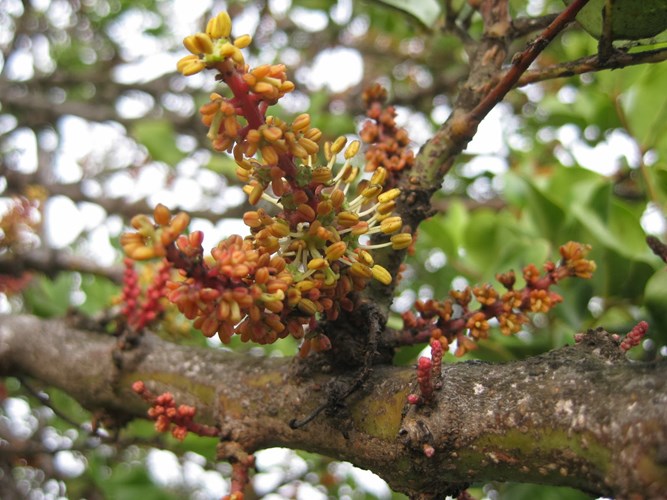 Tuy hoa của loài cây này có mùi rất khó ngửi, nhưng khi cho ra quả thì mùi khó chịu không còn. Bao hạt cây Carob có giá trị rất cao, được nghiền nát và sử dụng làm sản phẩm thay thế socola.