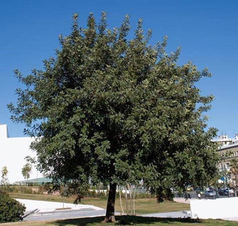 Cây Carob có chiều cao lên đến 10m, với tán rộng và thân cây dày có màu nâu, vỏ thô và các chi nhánh mạnh mẽ. Lá cây dài hơn 10cm, xen kẽ, hình lông chim.