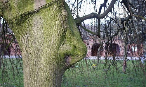 Cây liễu tại Chanterlands Avenue Cemetery (Hull, Anh) trông như một chiếc mũi của con người.