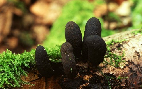 Loài nấm Xylaria polymorpha thường được tìm thấy ở những cây gỗ mục nát trong rừng. Loài nấm này khiến người đi rừng bị sốc khi có hình thù giống những ngón tay của người chết.