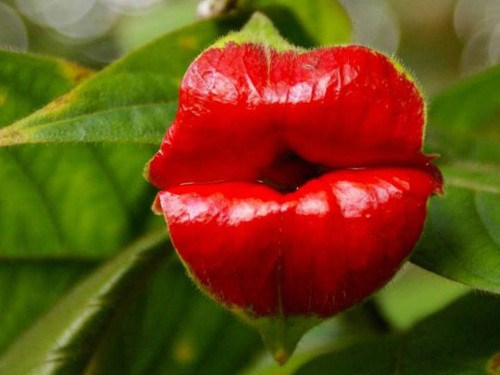 Hoa của cây Psychotria Elata trông giống như đôi môi của thiếu nữ vì nó tiến hóa theo một hướng đặc biệt để thu hút sự chú ý của những con vật thụ phấn.