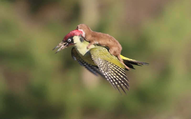 Gần đây, bức ảnh chồn cưỡi trên lưng chim gõ kiến được nhiếp ảnh gia Martin Le-May chụp tại Công viên Quốc gia Hornchurch, London (Anh) khiến dư luận tranh cãi. Nhiều người cho rằng, chú chồn đang cùng bạn mình phiêu lưu. Nhưng theo nhiếp ảnh gia, đây lại là cuộc chiến giữa con mồi và kẻ đi săn.