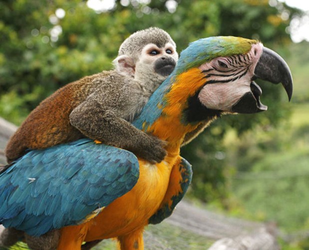 Khỉ lười cưỡi trên lưng vẹt đuôi dài ở San Agustin, Colombia.