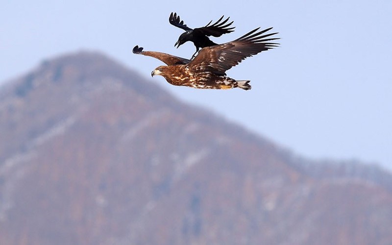 Quạ tấn công đại bàng trên không ở Kyeonggi-do, Hàn Quốc.