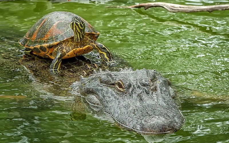 Rùa không hề e sợ khi cưỡi trên lưng cá sấu ở San Antonio, Texas, Mỹ.