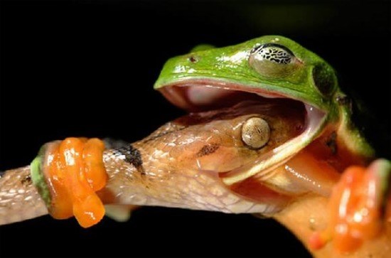Con ếch đang cố gắng để không trở thành bữa ăn của con rắn độc. Bức ảnh được chụp ở khu rừng mưa Belize.