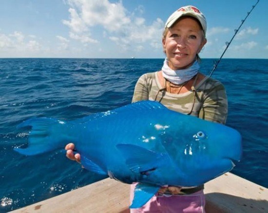 Con cá xanh này có thật, nó có tên gọi là cá vẹt xanh. Loài cá vẹt xanh này thường thấy ở những vùng nhiệt đới và cận nhiệt đới tại miền tây Đại Tây Dương và vùng biển Caribê.