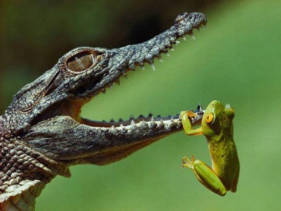 Bức ảnh này tạo ra nhiều ý kiến. Có người cho rằng con ếch đang chơi trên miệng con cá sấu. Nhiều người lại nghĩ con ếch đang cầu xin tha mạng.