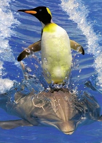 Bức ảnh chim cánh cụt lướt sóng trên một chú cá heo cũng gây ngạc nhiên cho nhiều người.
