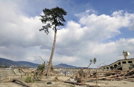 Sau thảm họa, rừng thông 70.000 cây ở thành phố Rikuzentakata, tỉnh Iwate còn sót lại một cây. Nó đứng hiên ngang bất chấp khung cảnh đổ nát xung quanh và trở thành biểu tượng cho sự kiên cường của người Nhật Bản trước thảm họa.