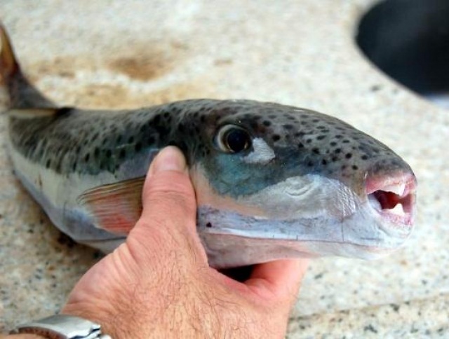 Cá Blaasop sọc bạc (các quốc gia Địa Trung Hải): Nhiều ngư dân đã chết vì ăn loại cá này. Chất độc có trong gan và cơ quan sinh sản của chúng có thể gây tê liệt, khó thở và thậm chí tử vong.